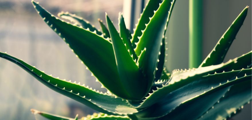 Bio Aloe vera z Guatemaly, najvyššia kvalita pre vašu pleť