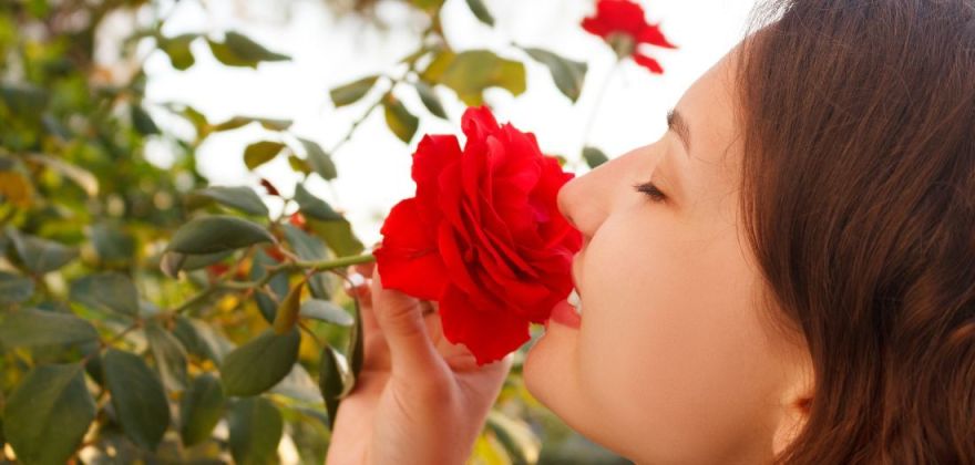 Kmeňové bunky ruže z Čierneho lesa: spoznajte ich výnimočné účinky pre vašu pleť